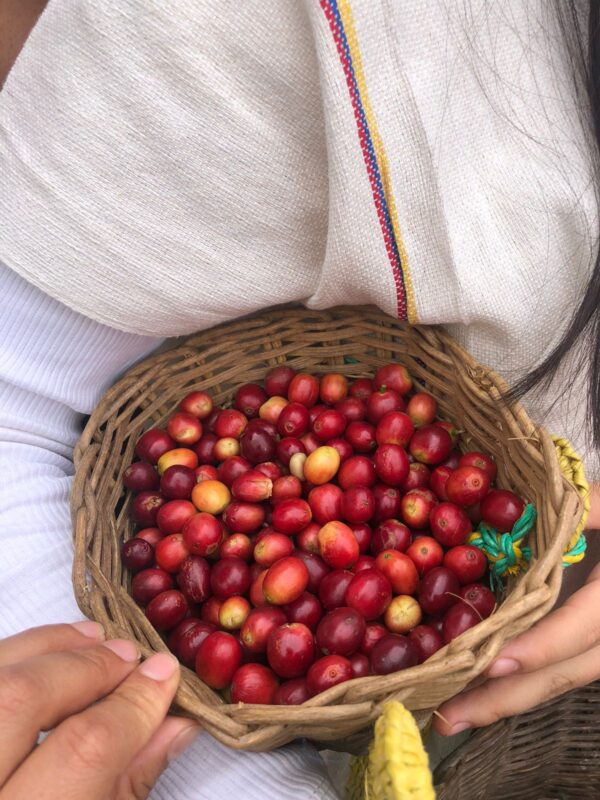 TOUR DEL CAFÉ - Image 8